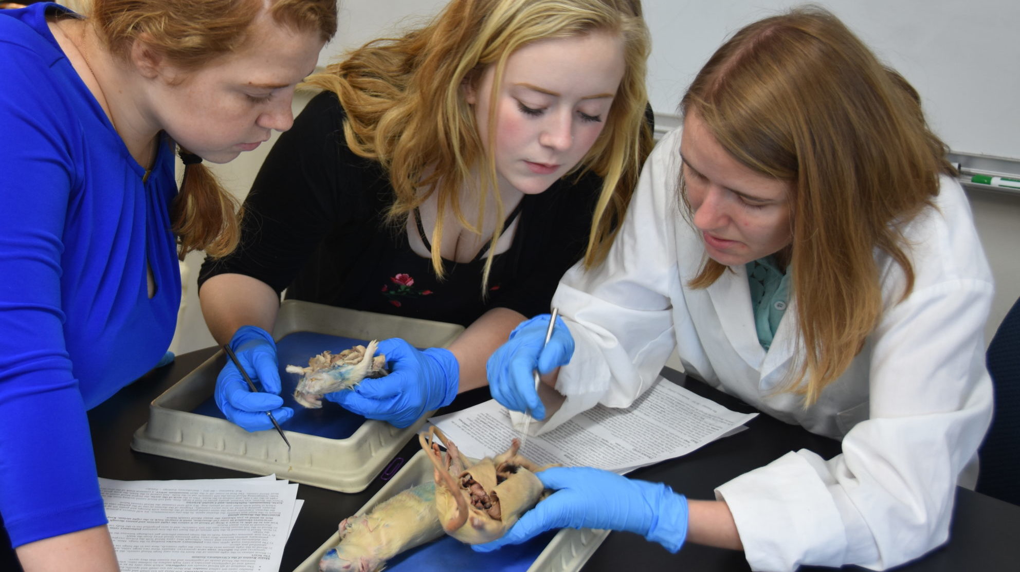 Three Blackburn students dissecting rats at the Mahan Science Building.