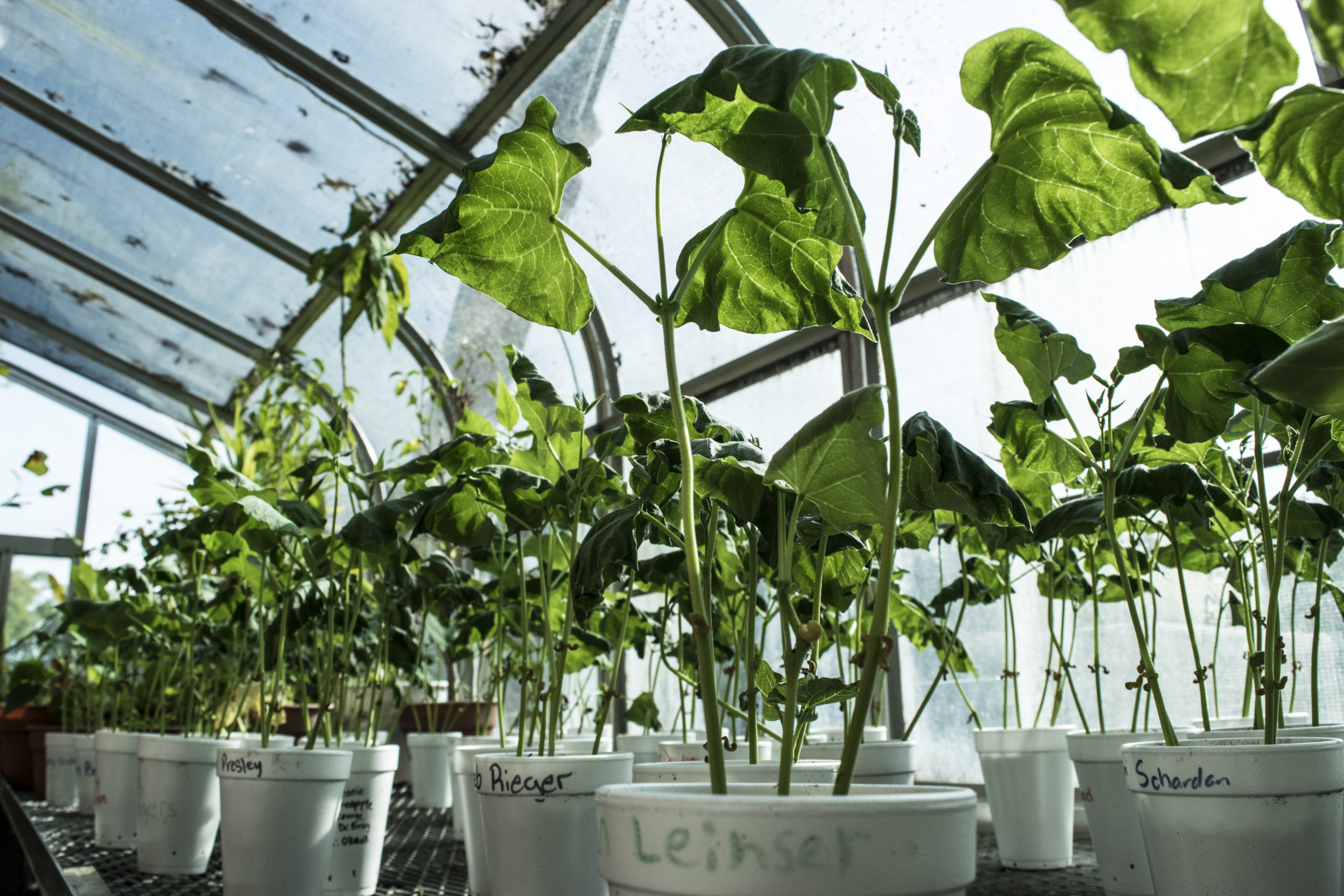 Close-up of plants and pots inside the indoor garden at the Mahan Science Building.
