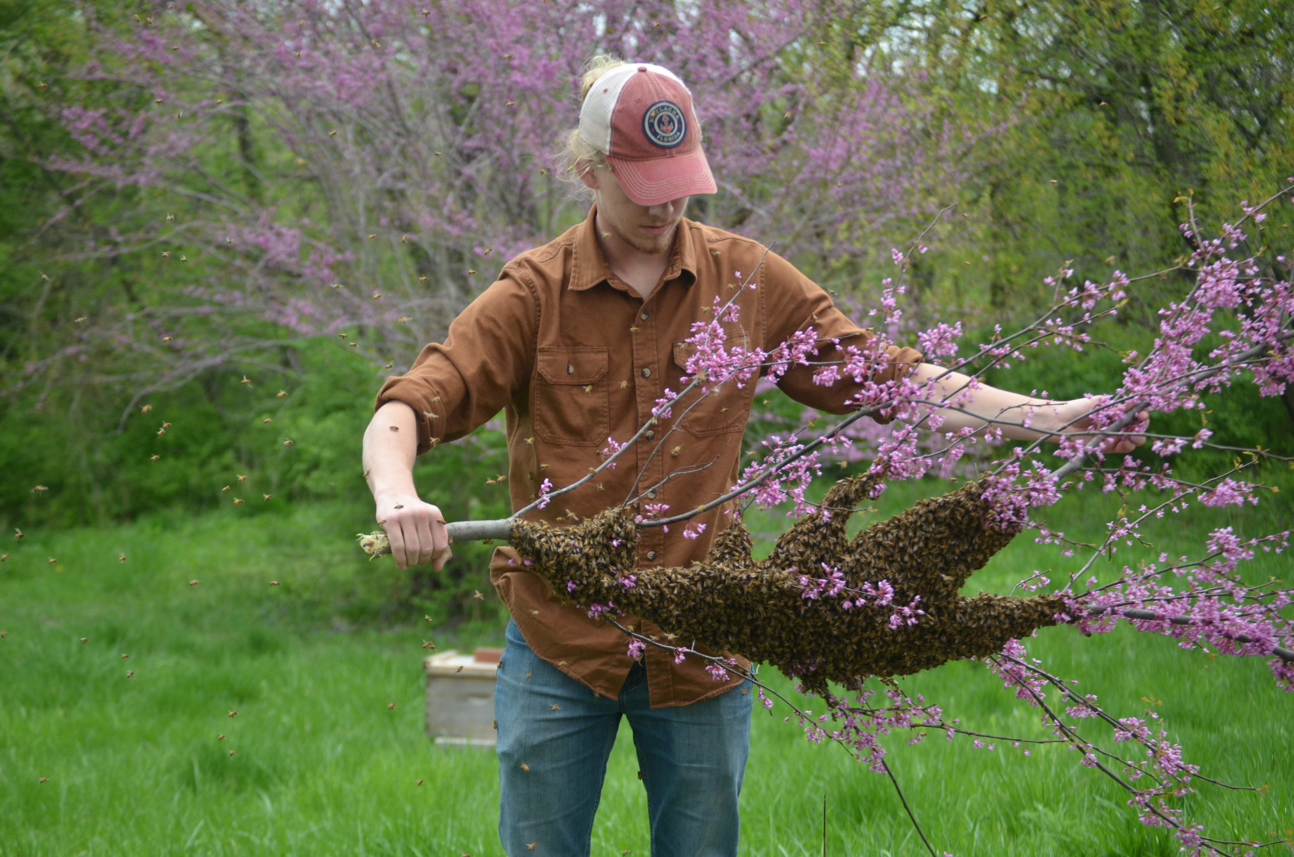 Bee Program worker, Dade Bradley, holds Branch with a swarm of bees with the intent to save them.