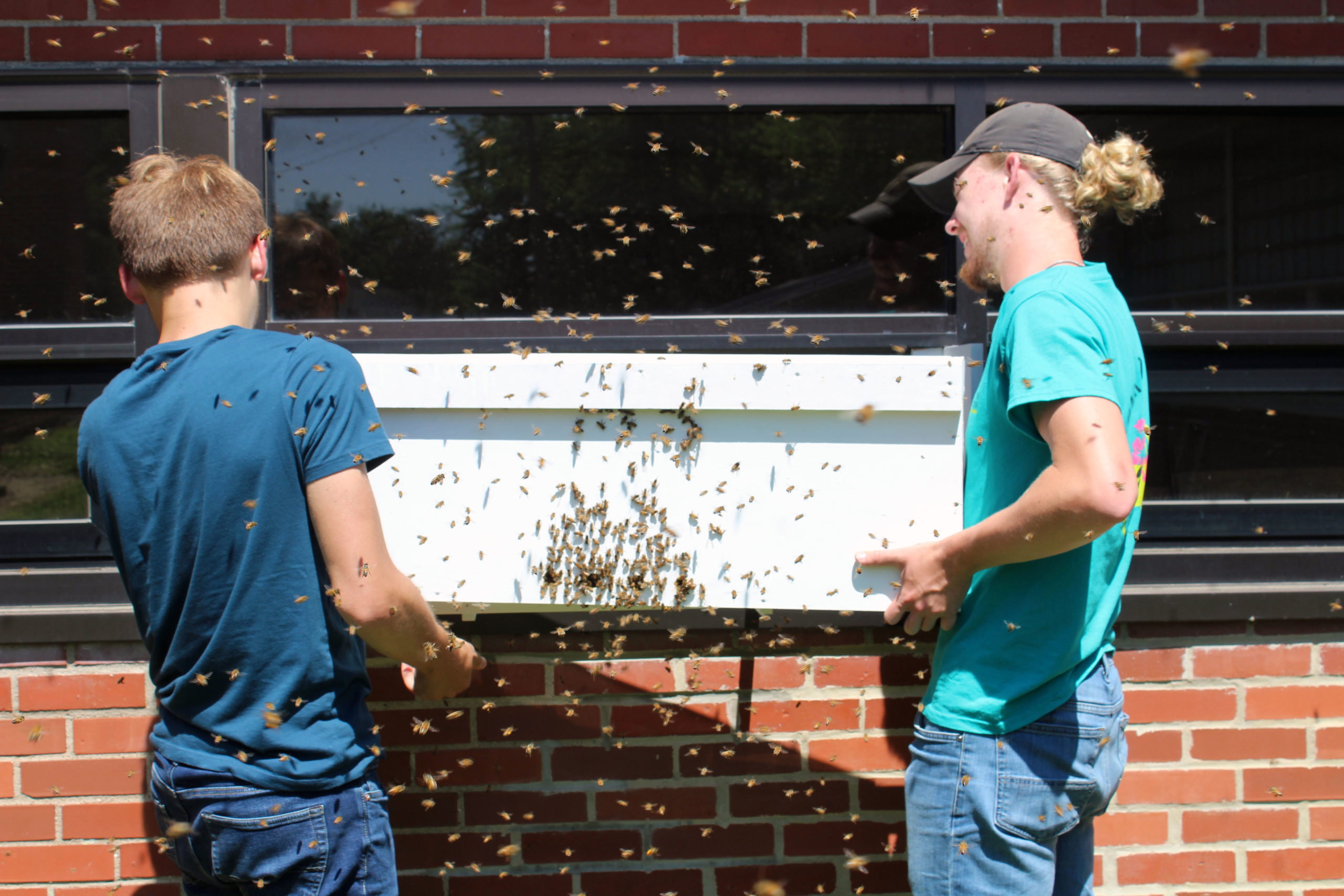 Bee Program workers, Logan Ullrich and Dade Bradley, mounting the beehive in Mahan.