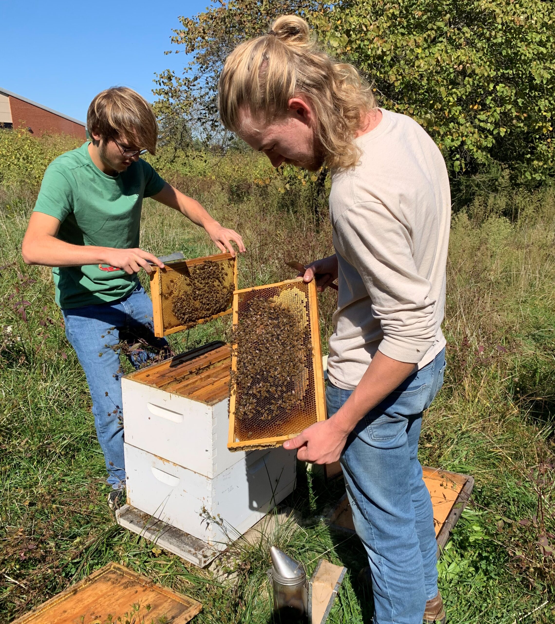 Students pulling frames covered with bees from a beehive