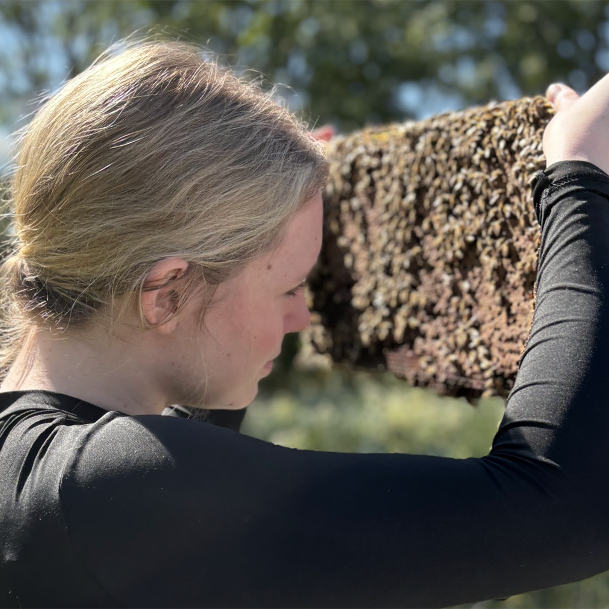 student examines beehive tray covered in bees