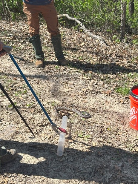 Students researching Timber rattlesnakes near the Mississippi River