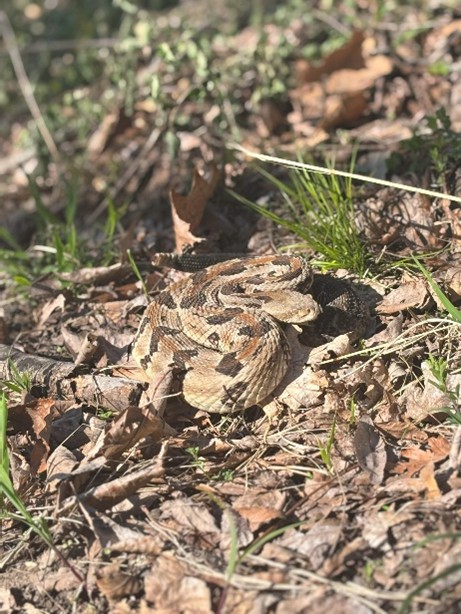 Timber rattlesnake
